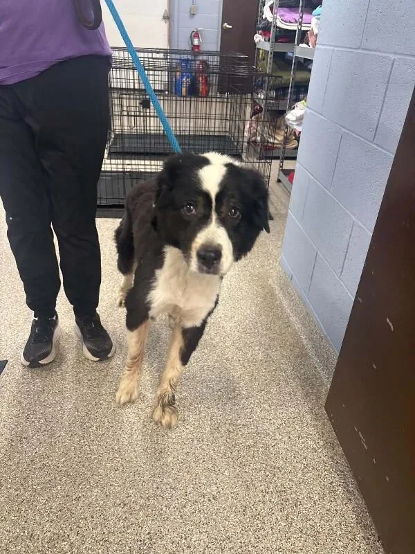 An adult large-sized male Border Collie dog named Booger for adoption in Georgetown, OH