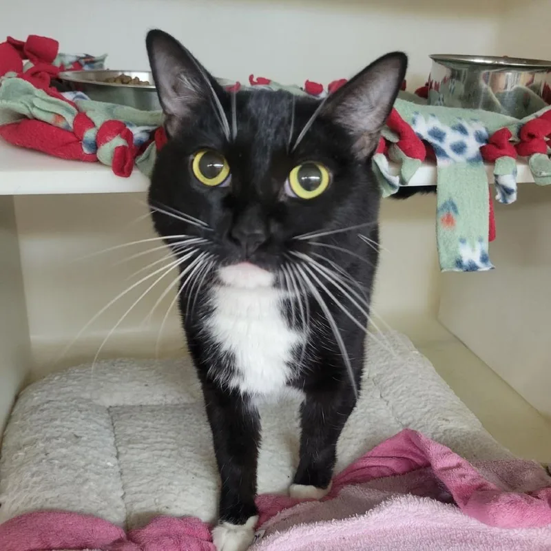 An adult medium-sized female Black Domestic Short Hair cat named Dolly Parton for adoption in Madison, WI