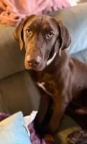 An adult large-sized male Labrador Retriever dog named Hershey for adoption in Madison, NJ