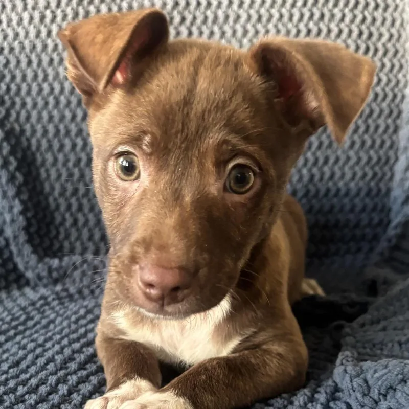 A baby medium-sized male Brown / Chocolate Terrier dog named Pine for adoption in La Grange, KY
