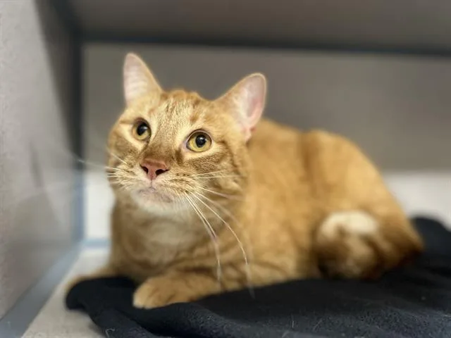 An adult small-sized male Domestic Short Hair cat named Arlo for adoption in Aliquippa, PA