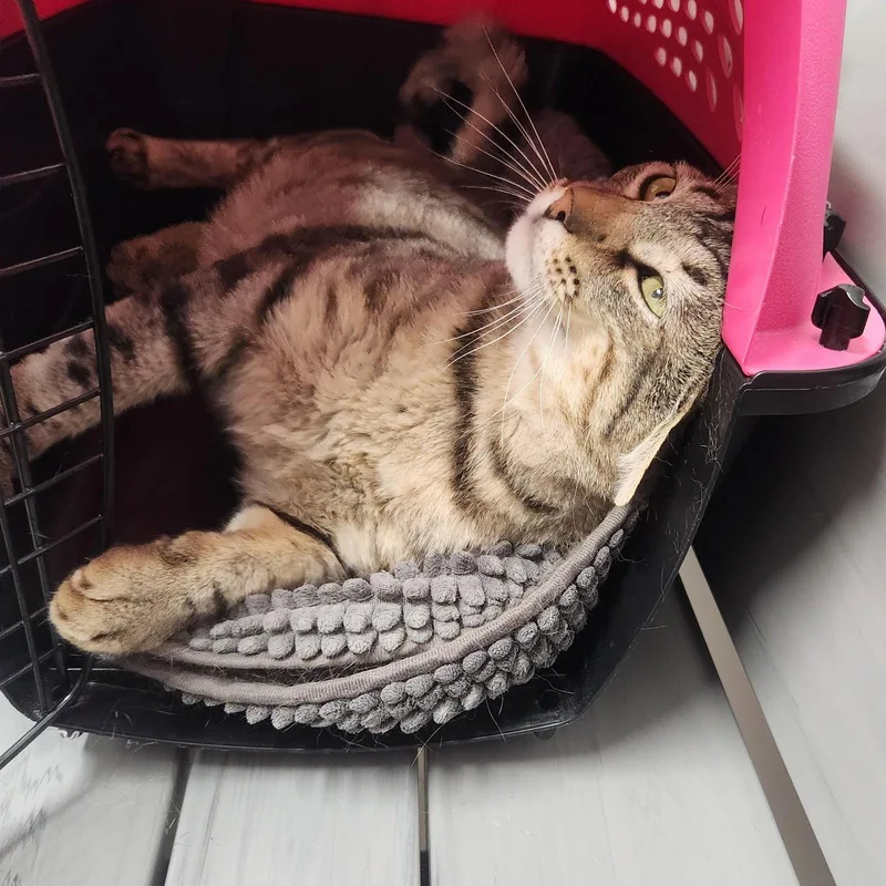 An adult large-sized male Tabby cat named Lyon for adoption in Monrovia, CA