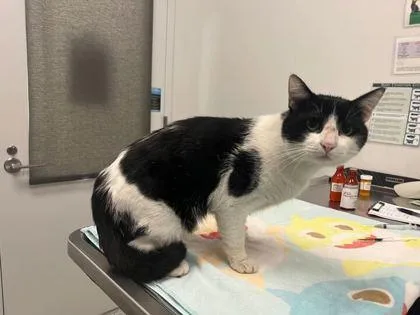 An adult medium-sized male Black Domestic Short Hair cat named But I'm Tryna Leave for adoption in Kansas City, MO