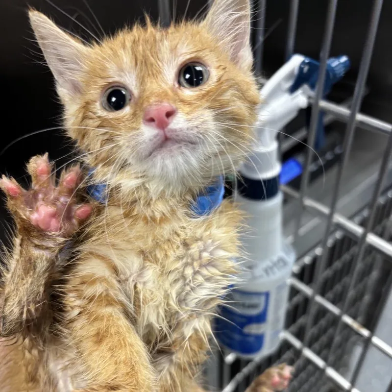 A baby small-sized male Orange / Red Domestic Short Hair cat named Christan Adore for adoption in St Joseph, MO