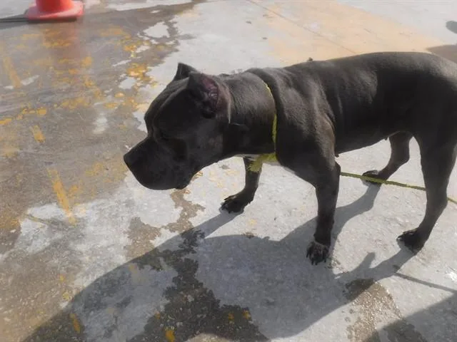 An adult medium-sized female American Bulldog dog named Harper for adoption in Miami, FL