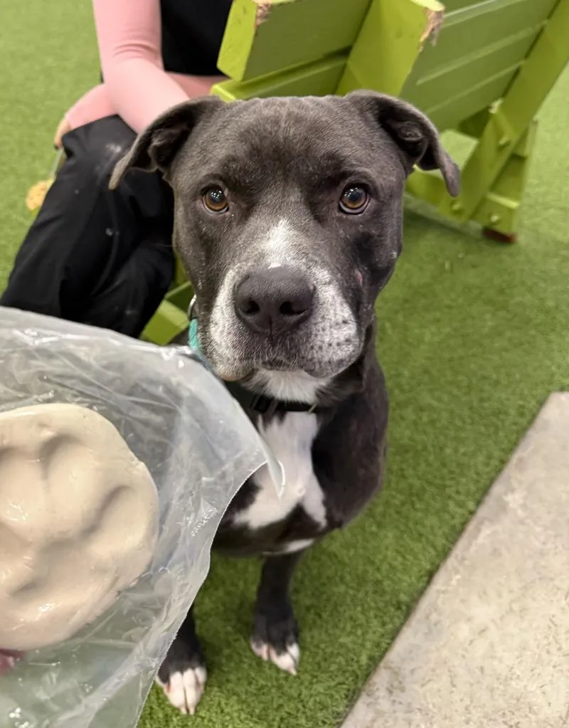 An adult medium-sized male Mixed Breed dog named Atlas for adoption in Minot, ND
