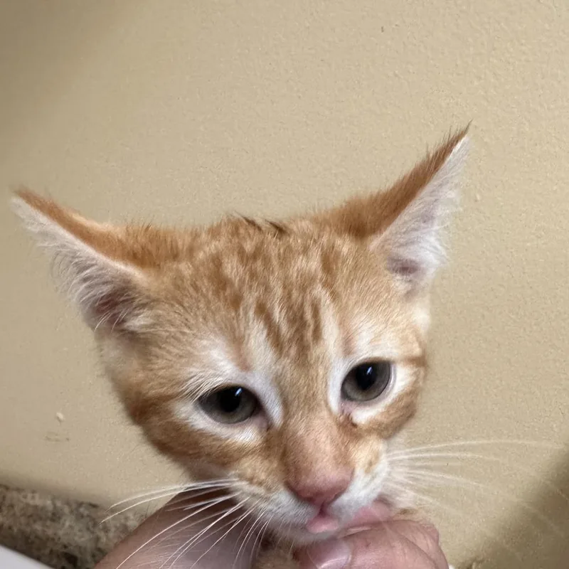 A baby small-sized male Domestic Short Hair cat named Rupert for adoption in Corinth, MS