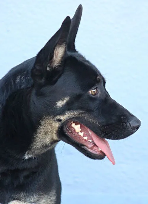 Skylar Von Roxy" thumbnail 2