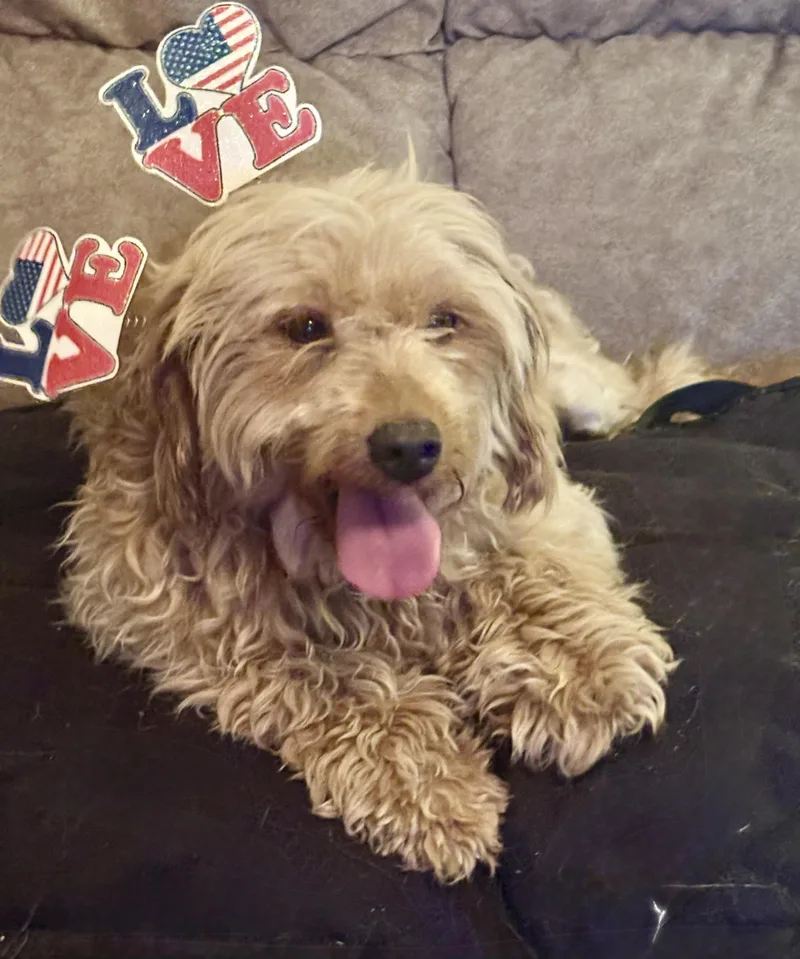 A senior medium-sized female Golden Retriever dog named Buttercup for adoption in Havertown, PA