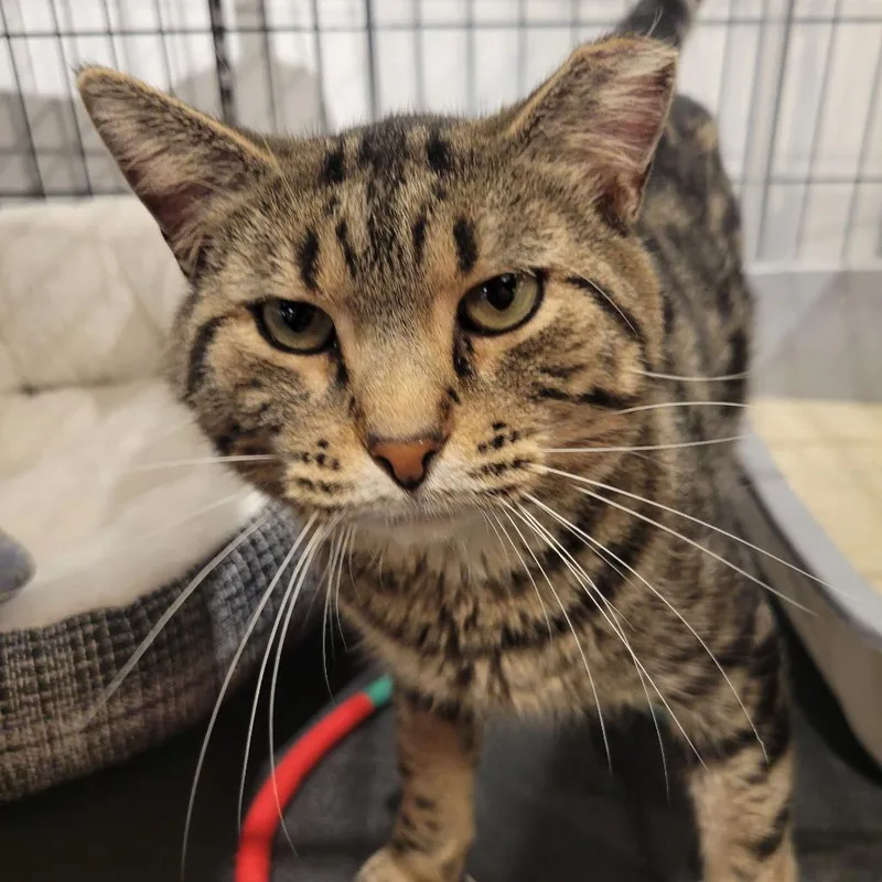 A young medium-sized male Domestic Short Hair cat named Winthrop for adoption in St. Cloud, MN