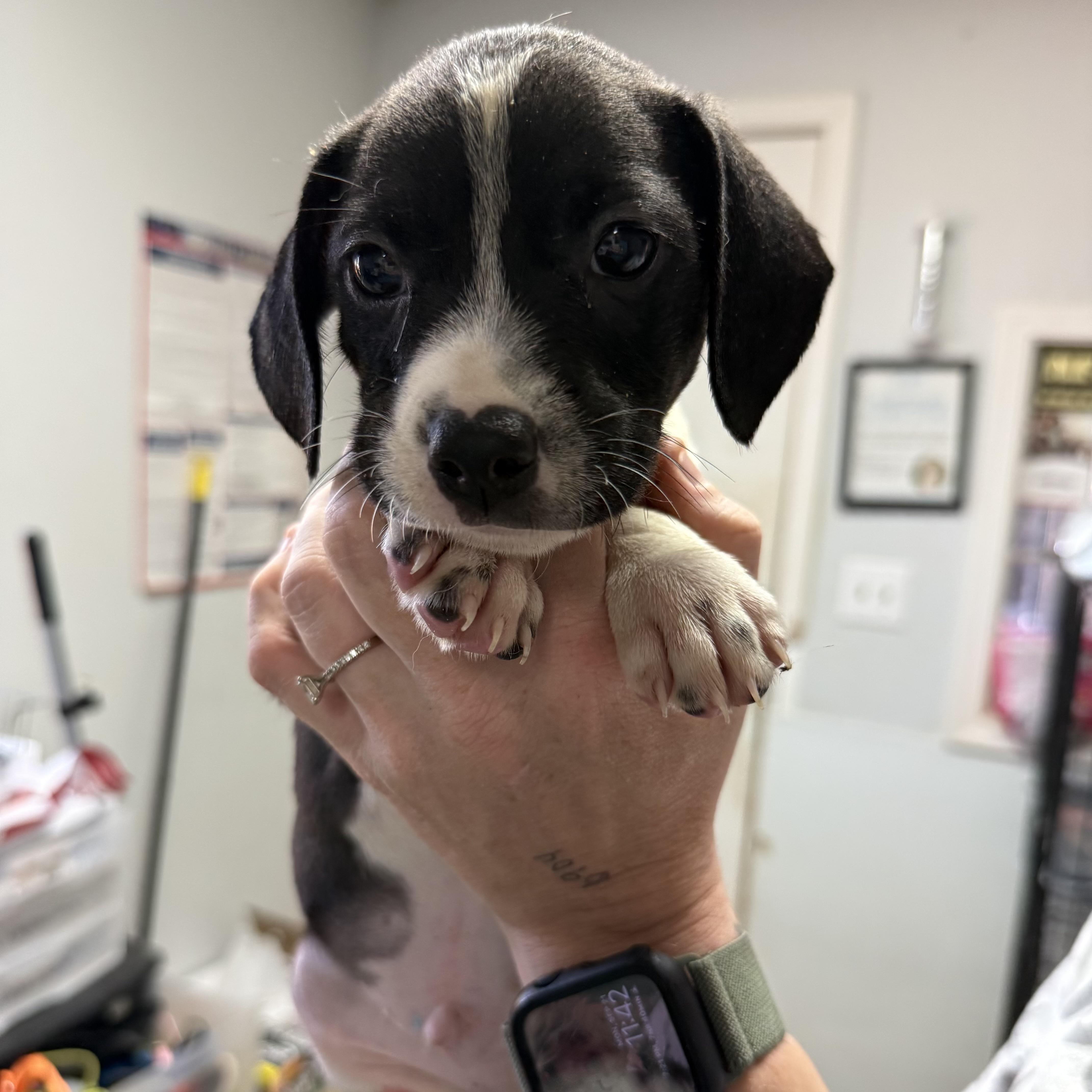 A baby medium-sized male Black Mixed Breed dog named Bear Claw for adoption in Columbia, SC