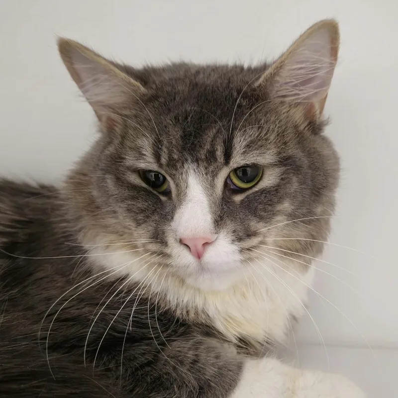 A young medium-sized male Domestic Short Hair cat named Junior for adoption in Cumming, GA