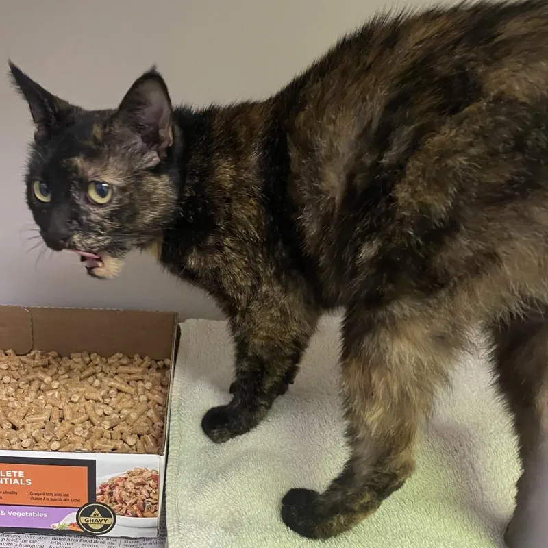 An adult medium-sized female Tortoiseshell Domestic Short Hair cat named 72165 for adoption in Harrisonburg, VA