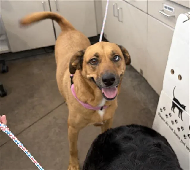 An adult large-sized female Mixed Breed dog named Diamond for adoption in Dallas, TX