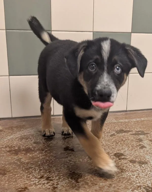 A baby small-sized female German Shepherd Dog dog named Liberty for adoption in Monterey, CA