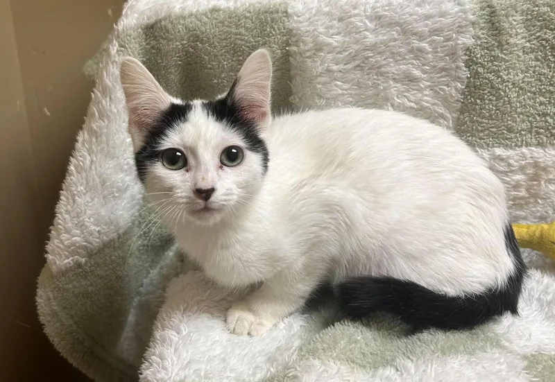 A young medium-sized male Domestic Short Hair cat named Timothy for adoption in Maryville, MO