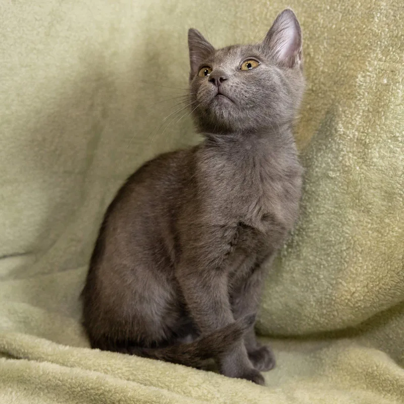A baby medium-sized male Russian Blue cat named Neptune for adoption in Garland, TX