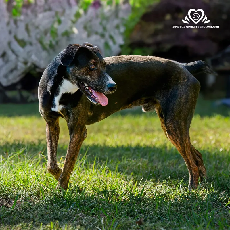 A young medium-sized male Australian Shepherd dog named Barbaro for adoption in Tomball, TX