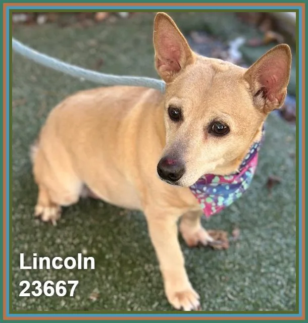 A senior small-sized female Yellow / Tan / Blond / Fawn Chihuahua dog named Lincoln for adoption in Marietta, GA