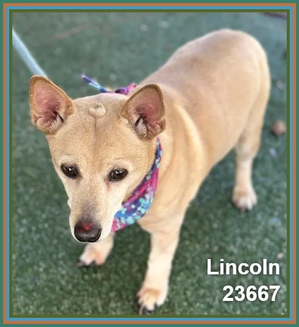 Lincoln thumbnail 2