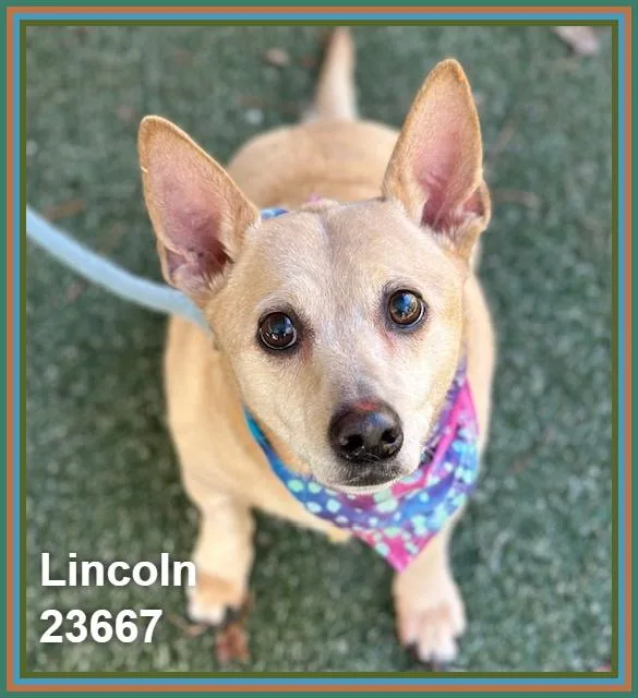Lincoln thumbnail 3
