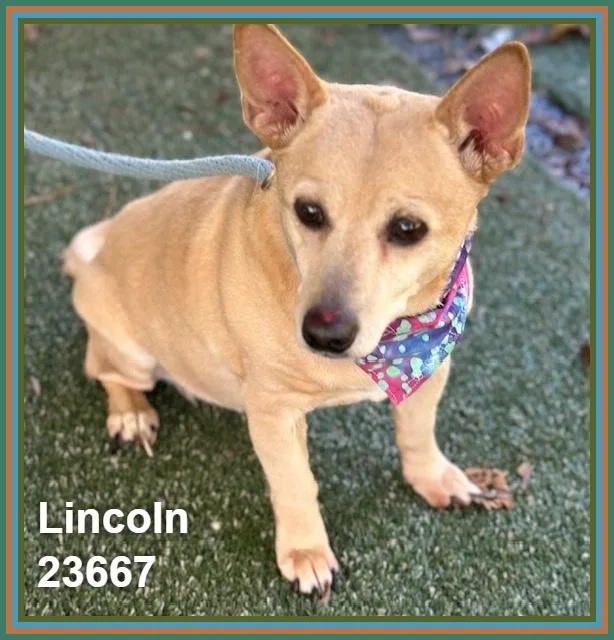 Lincoln thumbnail 4