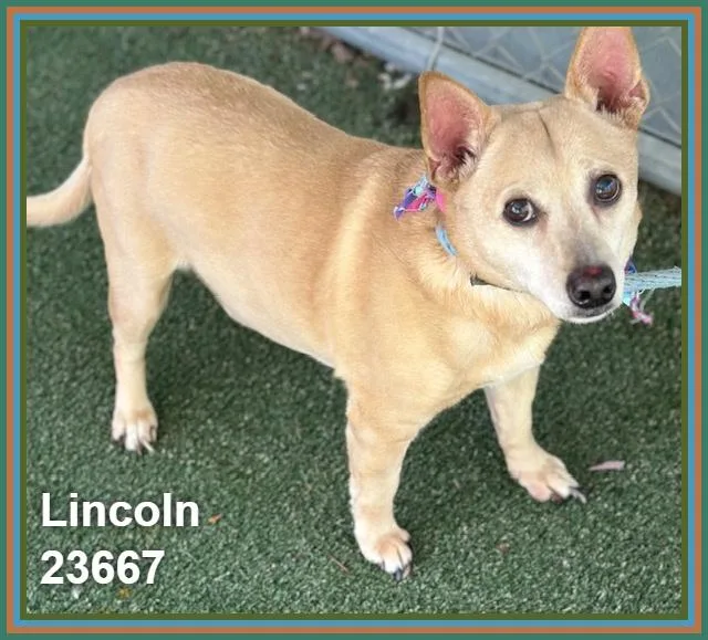 Lincoln thumbnail 5