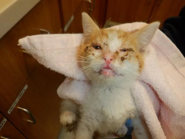 A baby small-sized male Domestic Short Hair cat named Orange Soda for adoption in San Jose, CA