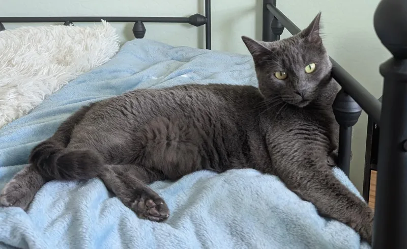 An adult medium-sized female Domestic Short Hair cat named Misty Rene Perri for adoption in Chandler, AZ