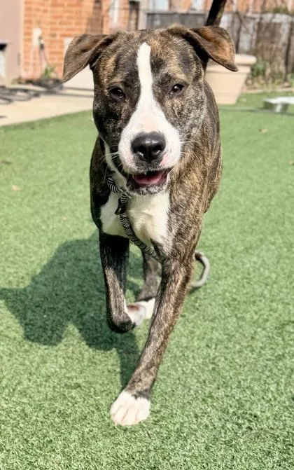An adult large-sized male Mixed Breed dog named Oj for adoption in Cincinnati, OH