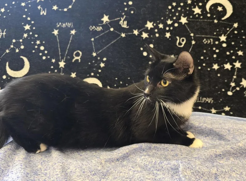 An adult large-sized male Domestic Short Hair cat named Hawkeye for adoption in Dickson, TN