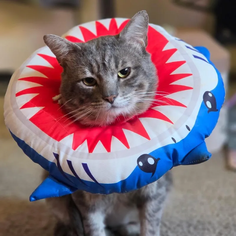 An adult large-sized male Gray / Blue / Silver Domestic Short Hair cat named Nico for adoption in Flower Mound, TX