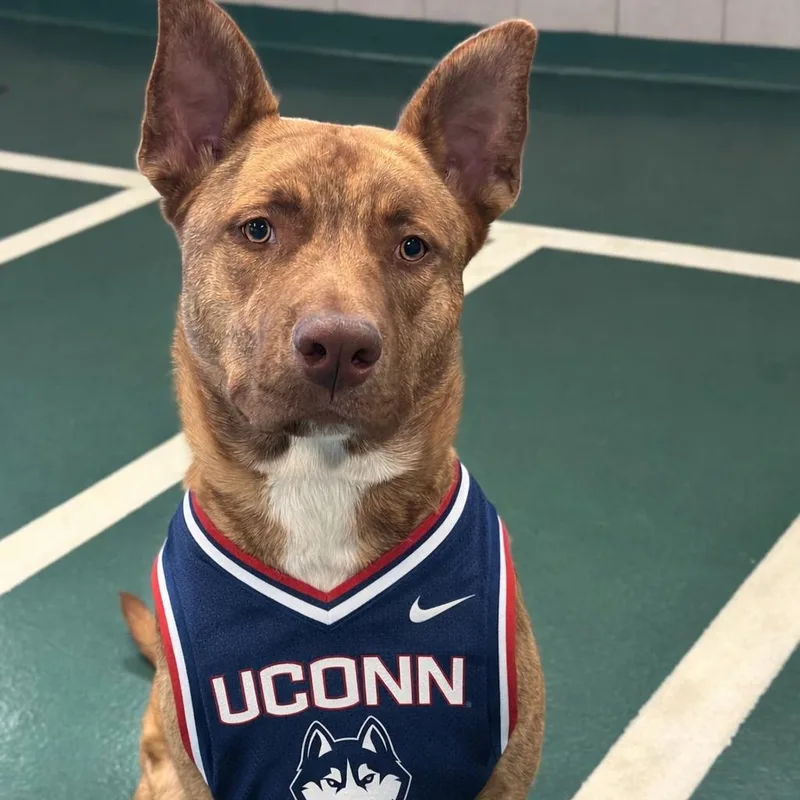 A young large-sized male Brindle Mixed Breed dog named Cairo for adoption in Hinsdale, IL