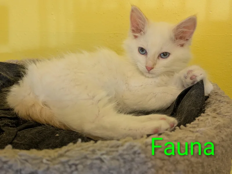 Fauna