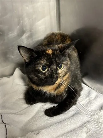 A young large-sized female Domestic Short Hair cat named Seek for adoption in Panama City, FL