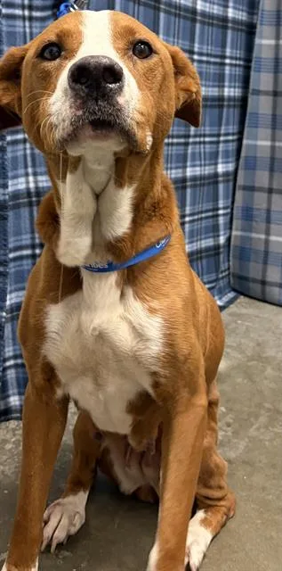 An adult large-sized female English Pointer dog named Penelope for adoption in Rosenberg, TX