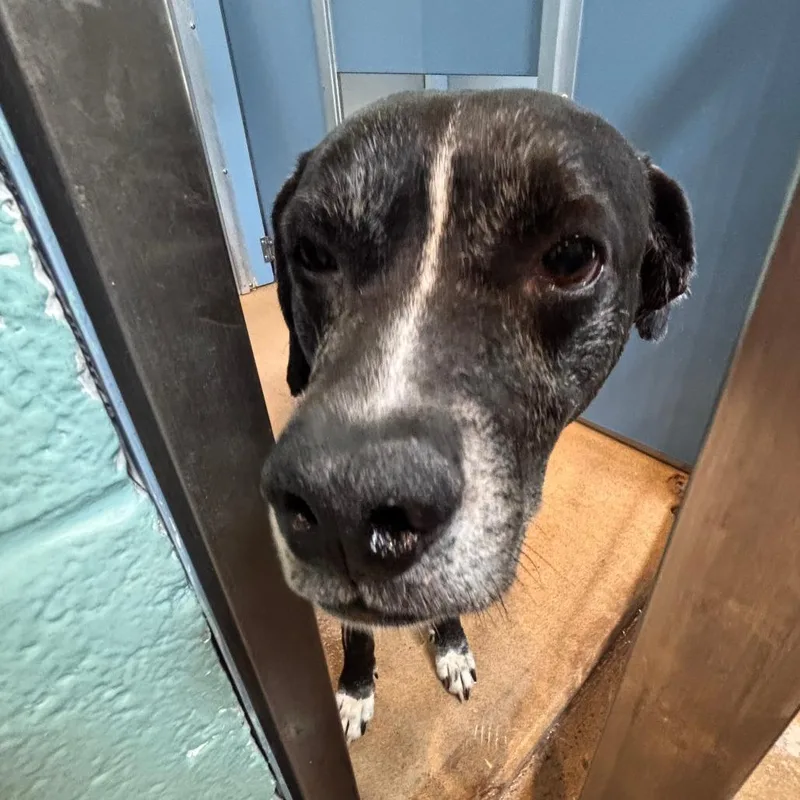 An adult large-sized male Gray / Blue / Silver Hound dog named Oakley for adoption in Philadelphia, PA