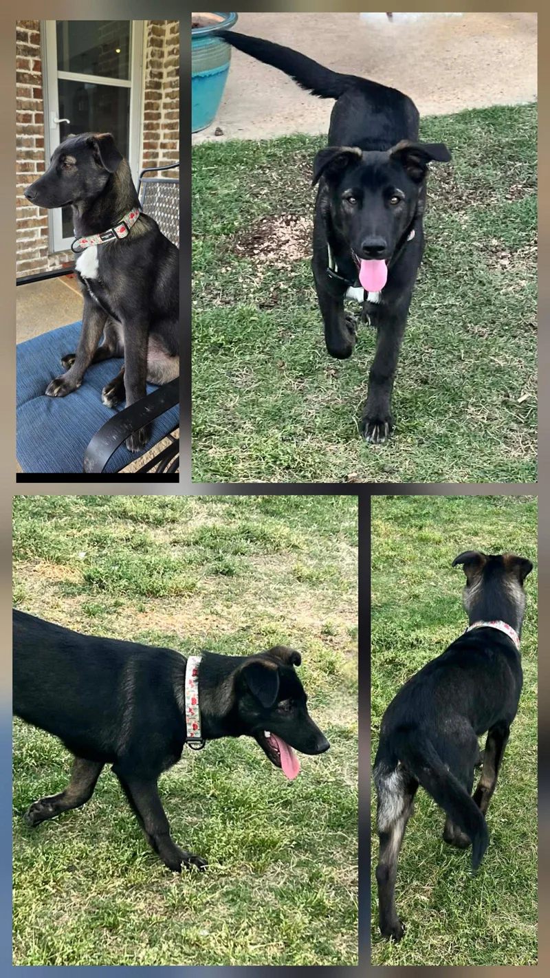 A young large-sized female Husky dog named Scarlett for adoption in Southaven, MS
