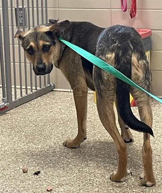 An adult large-sized male German Shepherd Dog dog named Gary for adoption in Clyde, NC