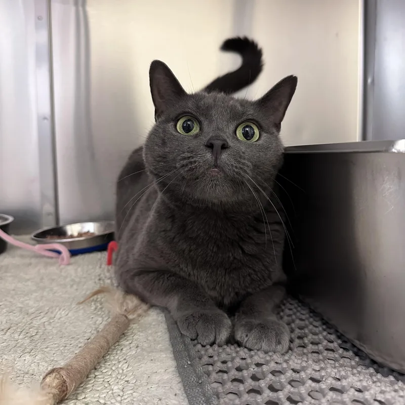 An adult medium-sized female Gray / Blue / Silver Domestic Short Hair cat named Teena for adoption in East Northport, NY