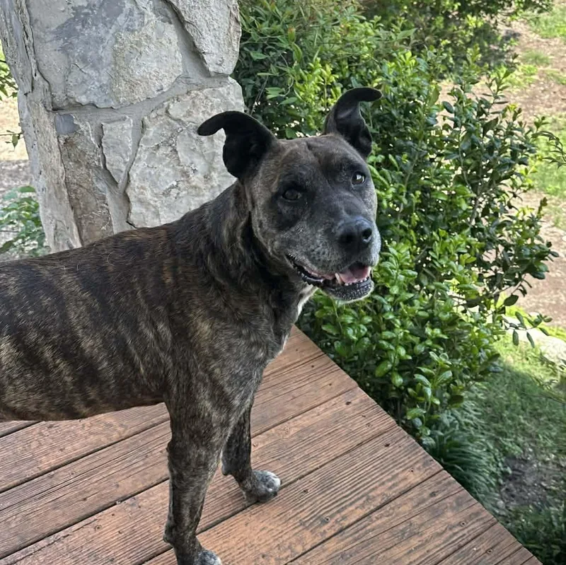 An adult medium-sized male Brindle Terrier dog named Jack for adoption in San Antonio, TX
