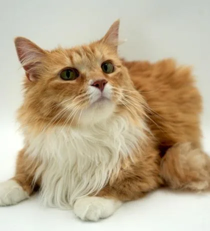 An adult large-sized female Domestic Long Hair cat named Princess Banana for adoption in Bowling Green, KY