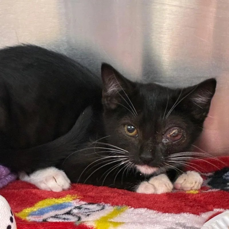 A baby small-sized female Black Domestic Short Hair cat named Pandora for adoption in Newark, NJ