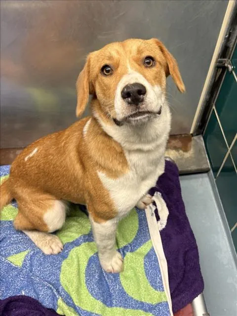 A young small-sized female Labrador Retriever dog named Heart for adoption in Houston, TX
