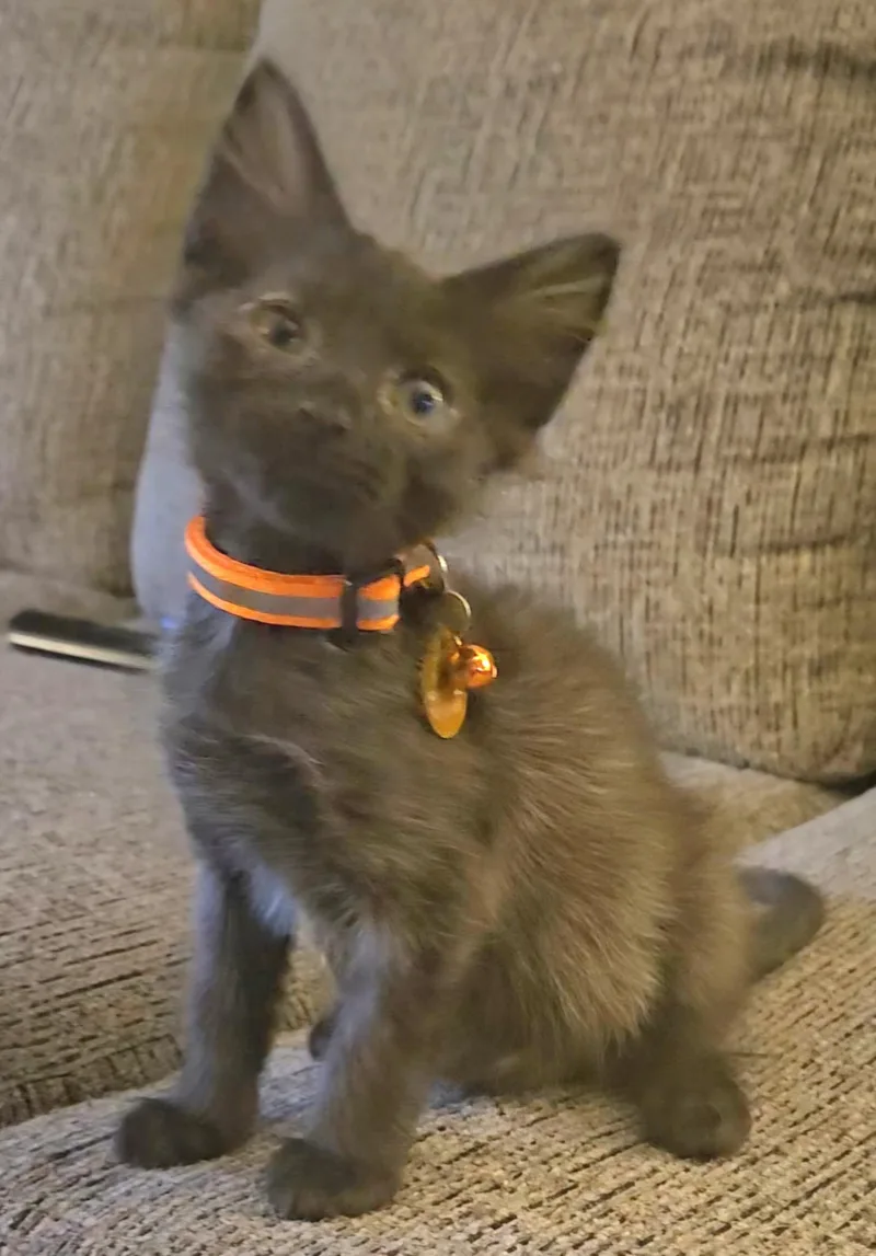 A baby medium-sized male Black Domestic Short Hair cat named Bambam for adoption in Pasco, WA