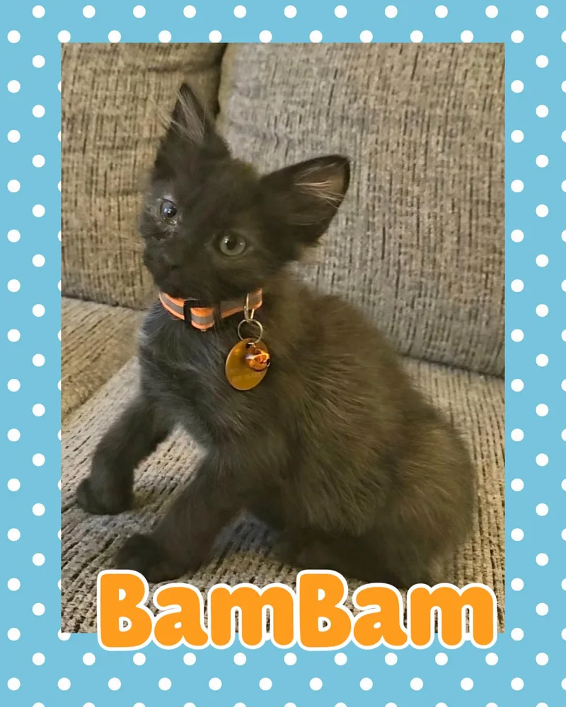 Bambam thumbnail 3