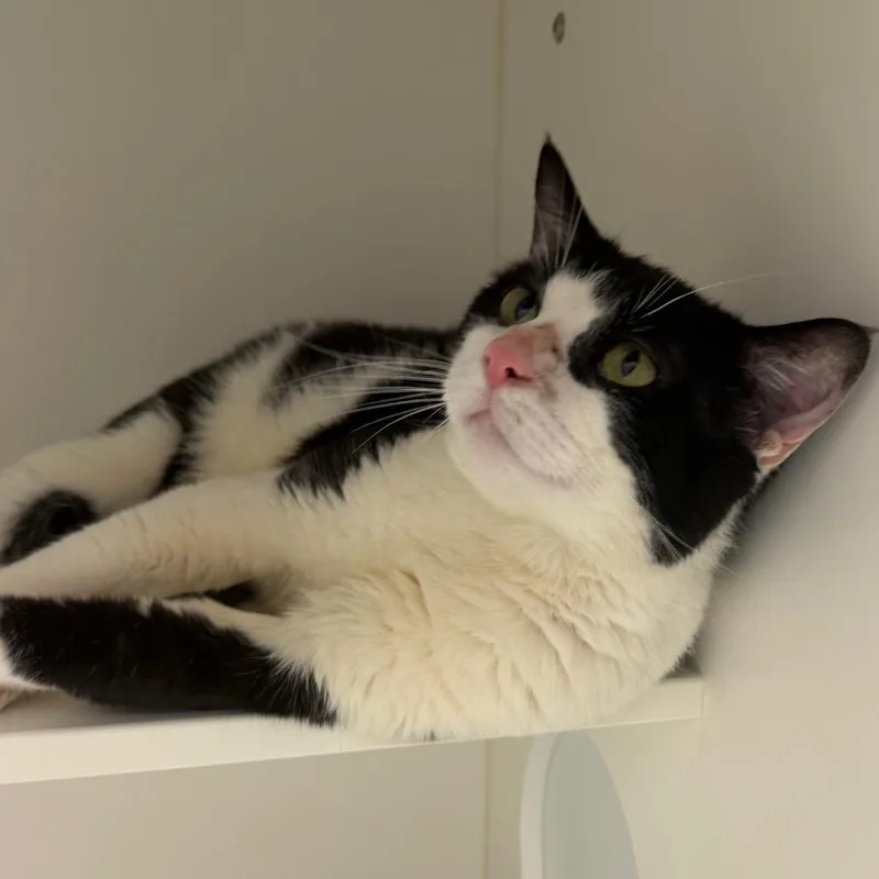 An adult large-sized male Black Domestic Short Hair cat named Levi for adoption in Philadelphia, PA