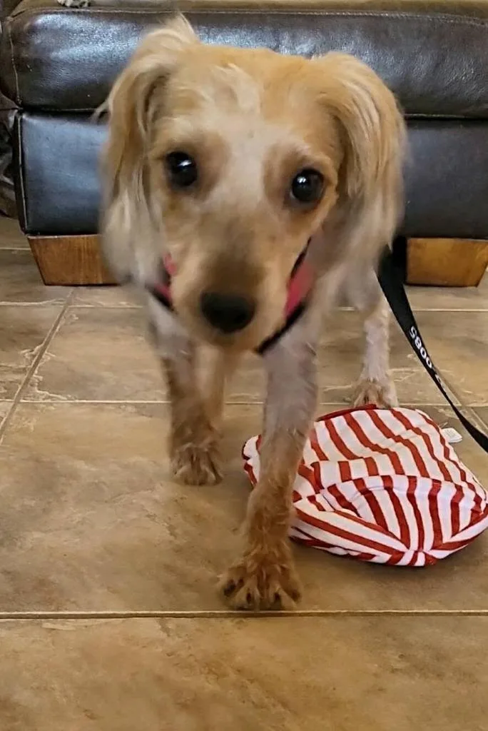 A young small-sized female Yorkshire Terrier dog named Leiaunah for adoption in Mesa, AZ