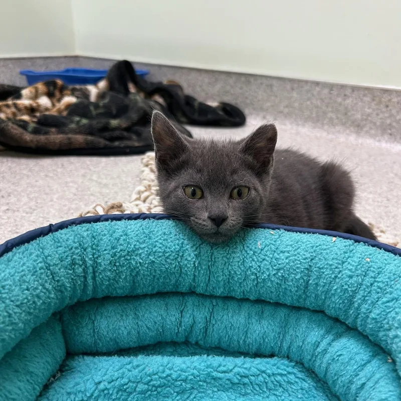 A baby medium-sized male Gray / Blue / Silver Domestic Short Hair cat named Bowie for adoption in Kent, WA