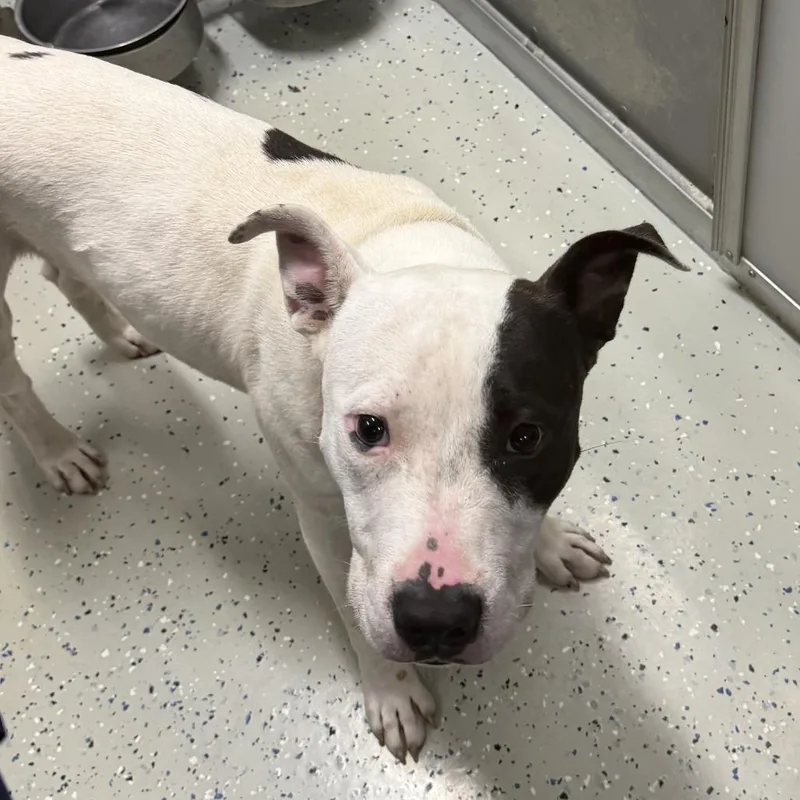 A young medium-sized male Terrier dog named Kashus for adoption in Marion, VA